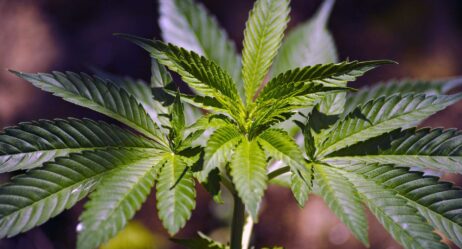 WA Support for Marijuana Legalization Grew