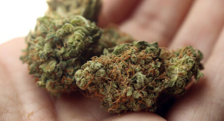 Cannabis Use up Slightly Post Legalization