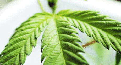 People with AUD may be able to substitute cannabis for alcohol